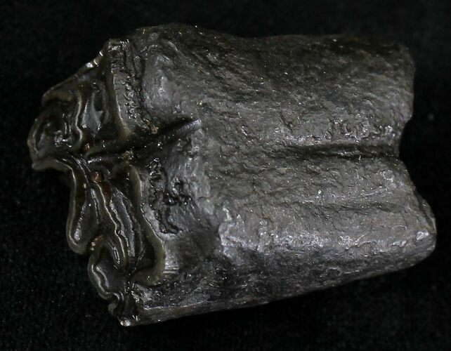 Pleistocene Aged Fossil Horse Tooth - Florida #21853